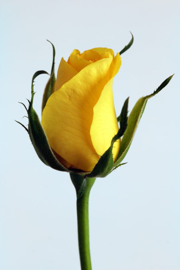 Fleur de rose jaune