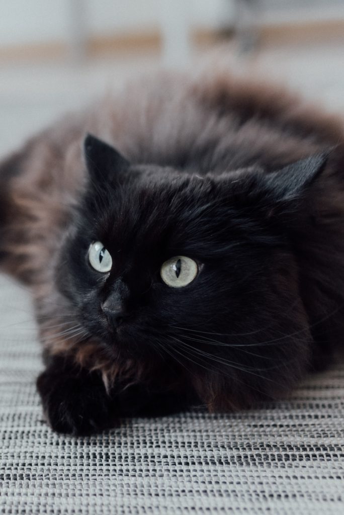 Significations spirituelles du chat noir
