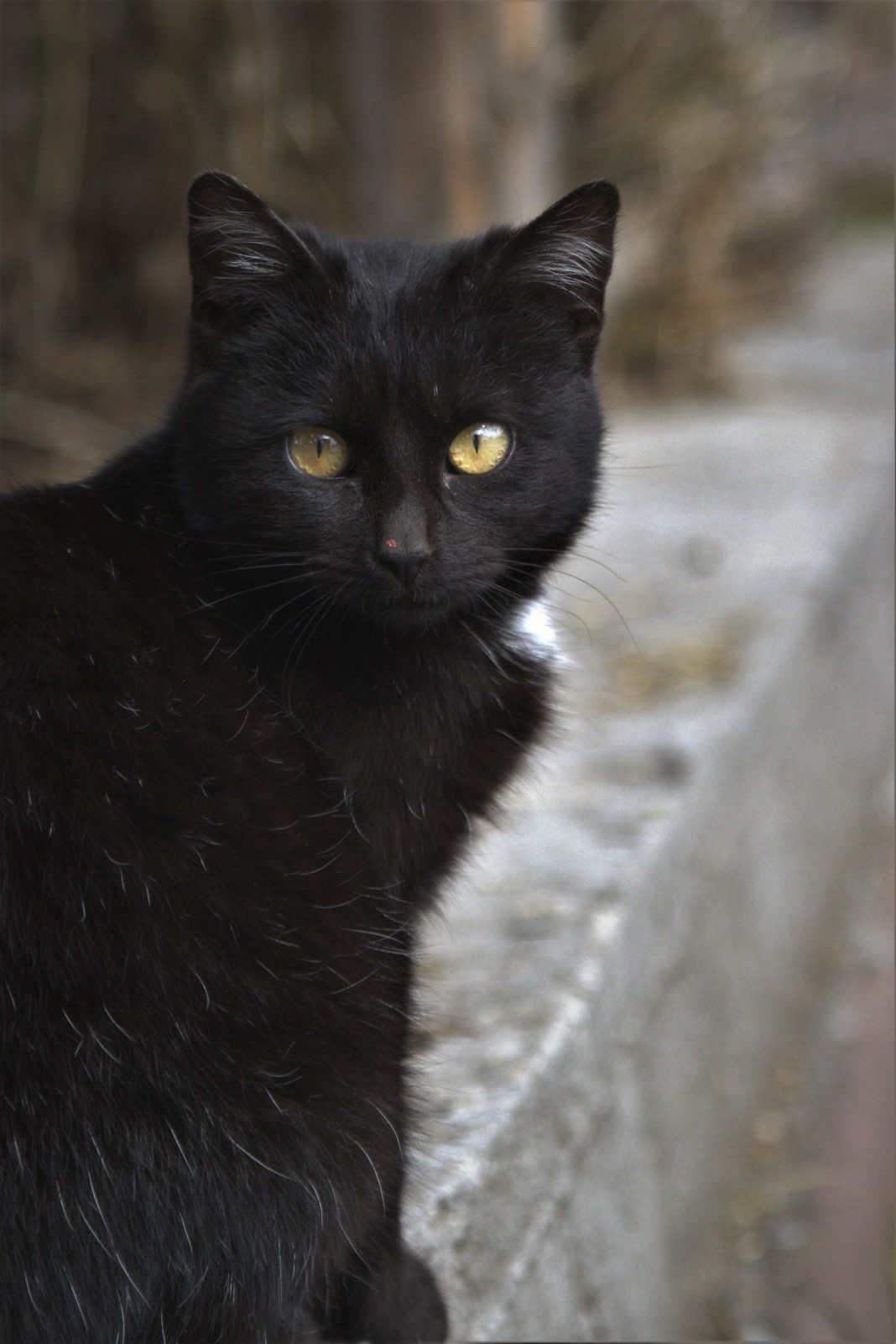 chat noir signification spirituelle