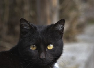 chat noir signification spirituelle