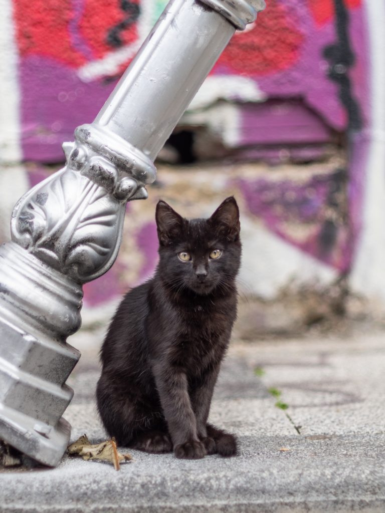 Un chat noir porte-t-il malheur ?