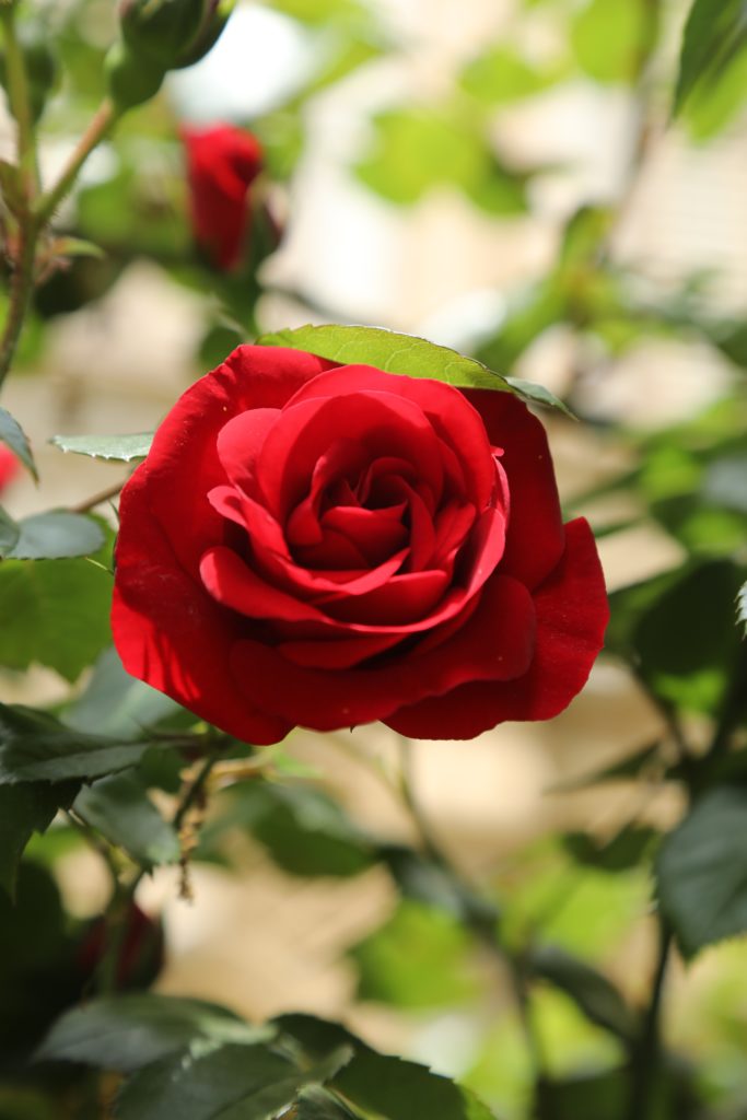 Fleur de rose rouge