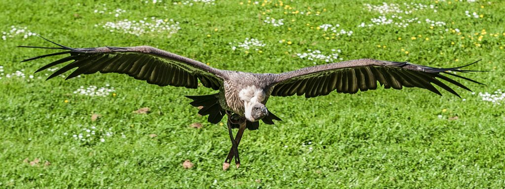 Signification du vautour mort