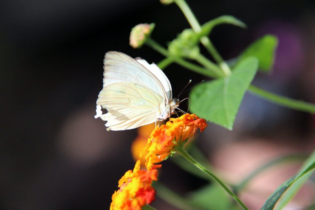 papillon blanc signification