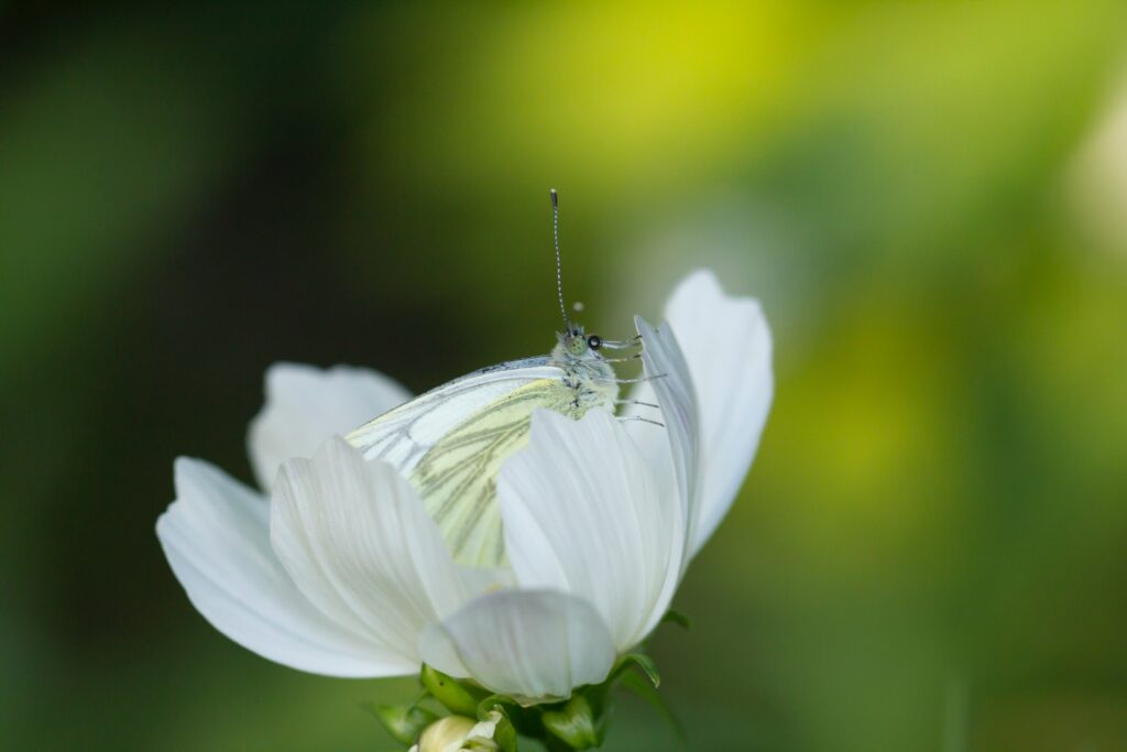 papillon blanc sur une fleure blanche
