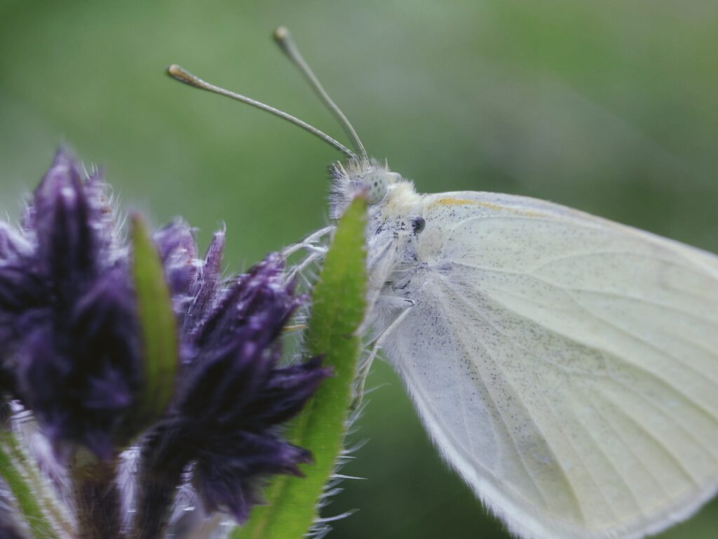 papillon blanc 