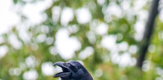 le cri d'un corbeau Signification spirituelle détaillé