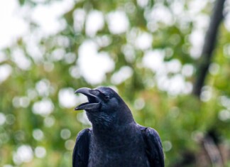 le cri d'un corbeau Signification spirituelle détaillé