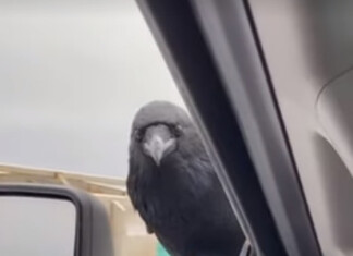 Un corbeau noir curieux perchée sur la porte d'une voiture, regardant à l'intérieur à travers la fenêtre fermée, symbole de mystère et de transformation