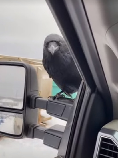 Un corbeau noir curieux perchée sur la porte d'une voiture, regardant à l'intérieur à travers la fenêtre fermée, symbole de mystère et de transformation