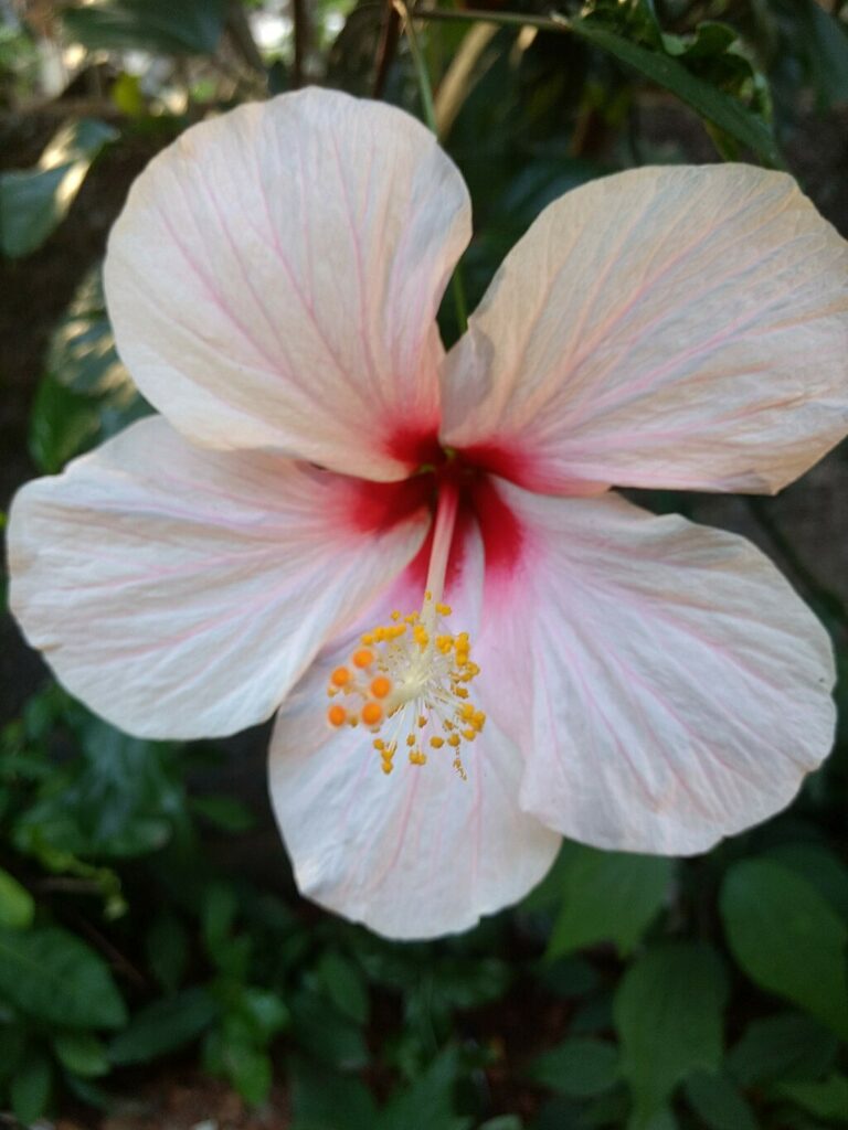 Fleur d'hibiscus blanche