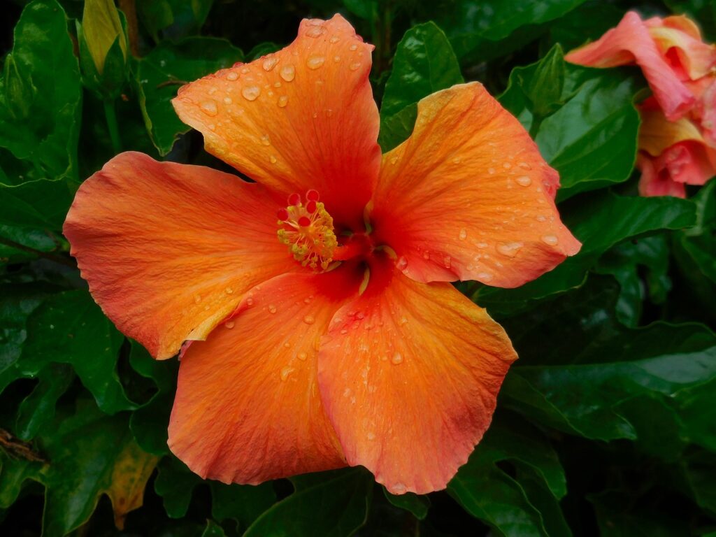 Fleur hibiscus orange