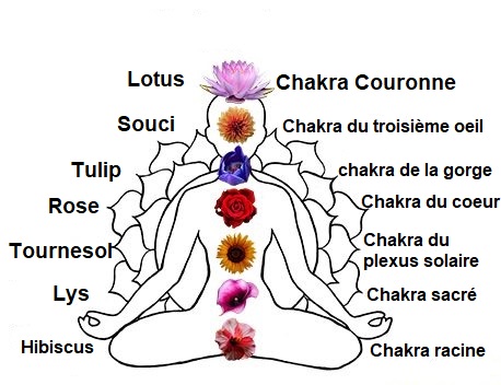 Schema expliquant la relation entre les especes de fleurs et les chakra du corps
