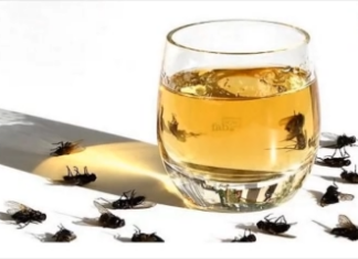 Une mouche immergée dans un verre d'eau plein, avec d'autres mouches posées sur la table, illustrant le concept de la "signification de la mouche qui tombe dans un verre