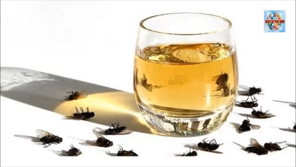 Une mouche immergée dans un verre d'eau plein, avec d'autres mouches posées sur la table, illustrant le concept de la 