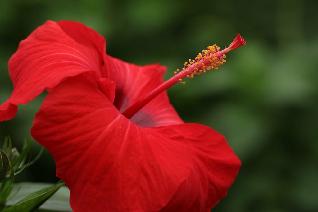 Fleur d'hibiscus rouge