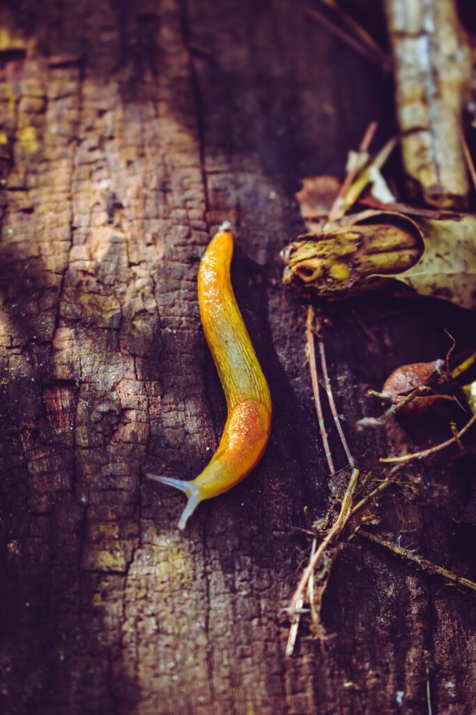 Escargots sans coquille de couleur jaune lumineuse, se déplaçant sur un terrain naturel, incarnant les significations spirituelles associées aux limaces.