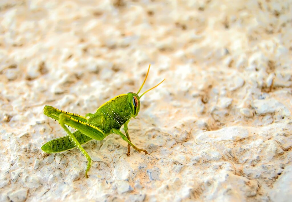 Une sauterelle verte vivante posée gracieusement sur le sol, avec ses antennes délicates et son corps élancé, se fondant harmonieusement dans l'environnement terrestre