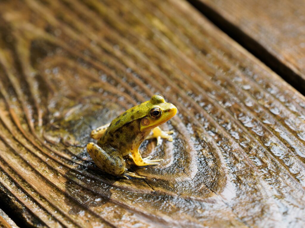 Une grenouille verte reposant sur un morceau de bois à l'intérieur d'une maison, illustrant la symbolique et le message spirituel d'une grenouille présente dans la maison.