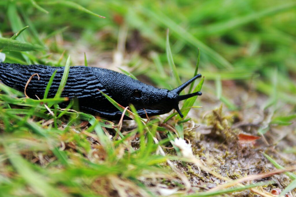 Escargots sans coquille de couleur noire, se déplaçant élégamment sur un sol terreux, illustrant la signification mystique des escargots sans coquille.