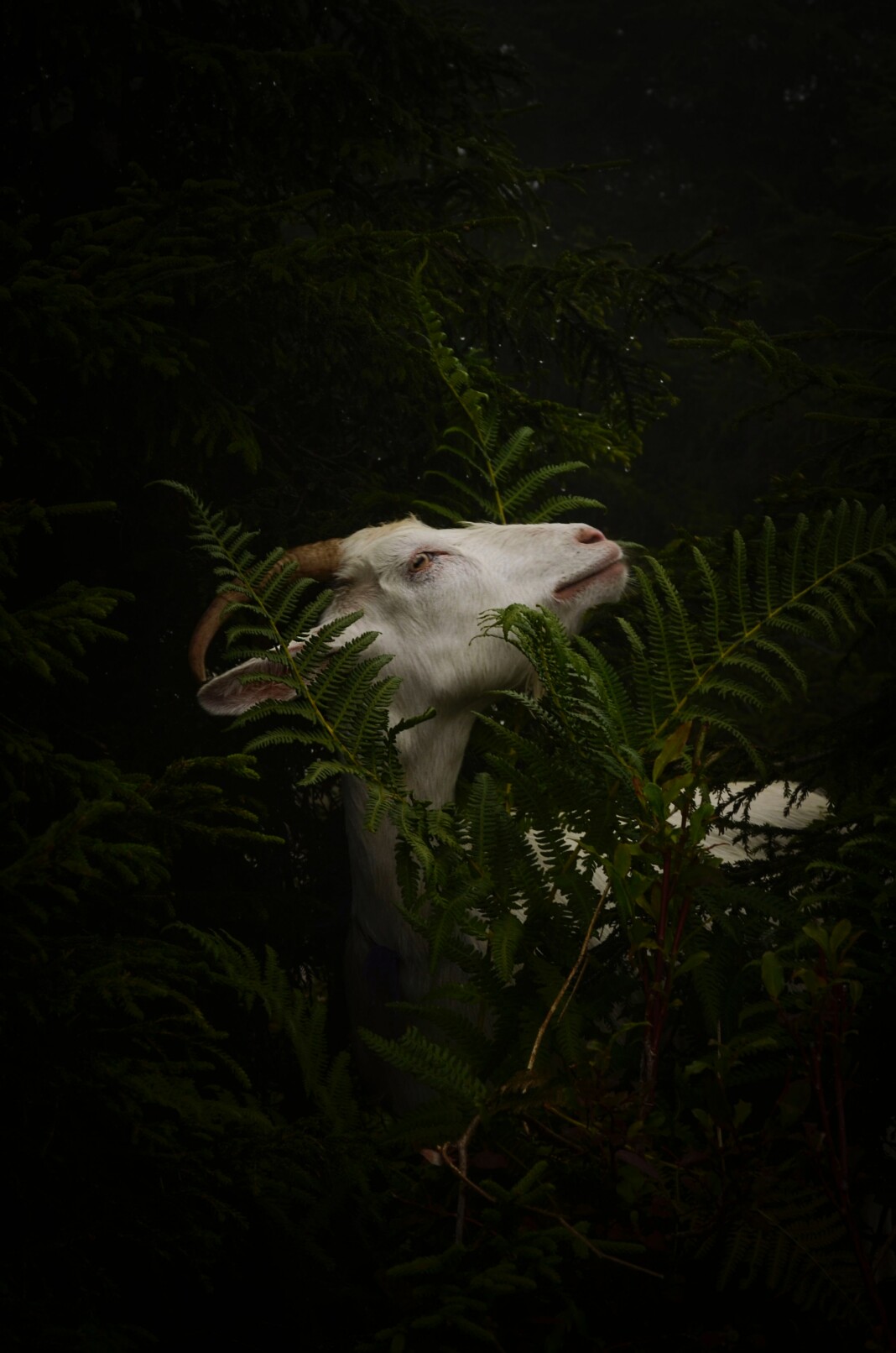 Une chèvre blanche parcourt un champ verdoyant, illustrant le concept de sacrifice de la chèvre dans différentes cultures
