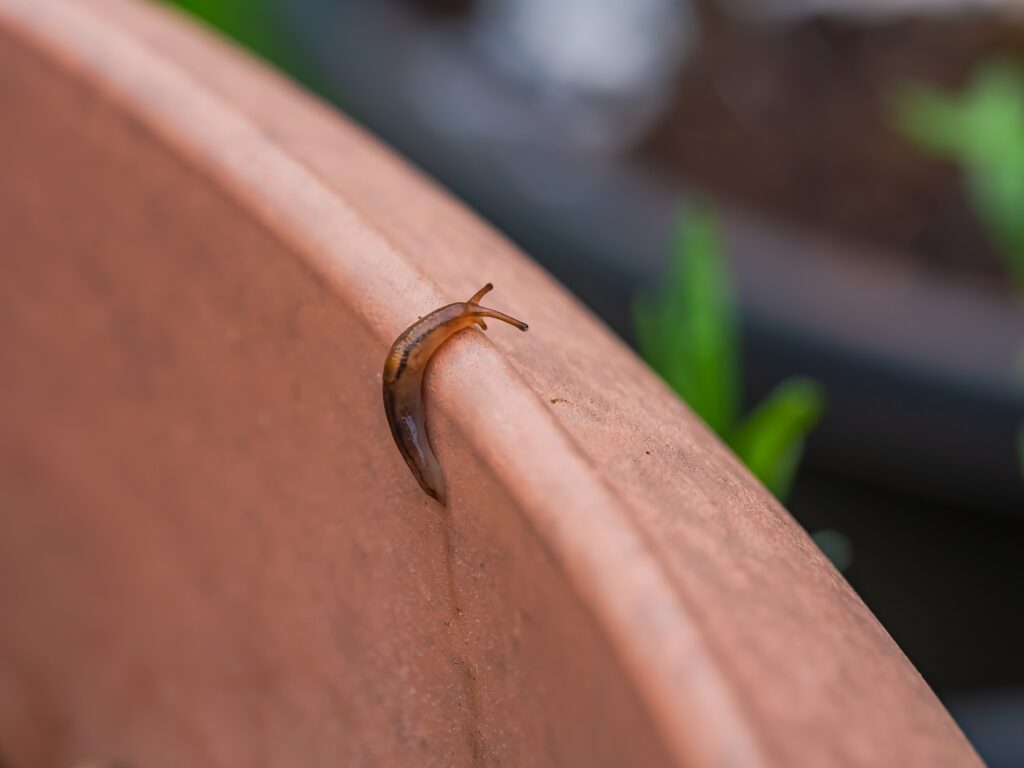 Petits escargots sans coquille de couleur brune, capturés en train d'essayer de sortir d'un pot de plante vide, illustrant la quête de découverte de la signification des escargots sans coquille dans la maison.