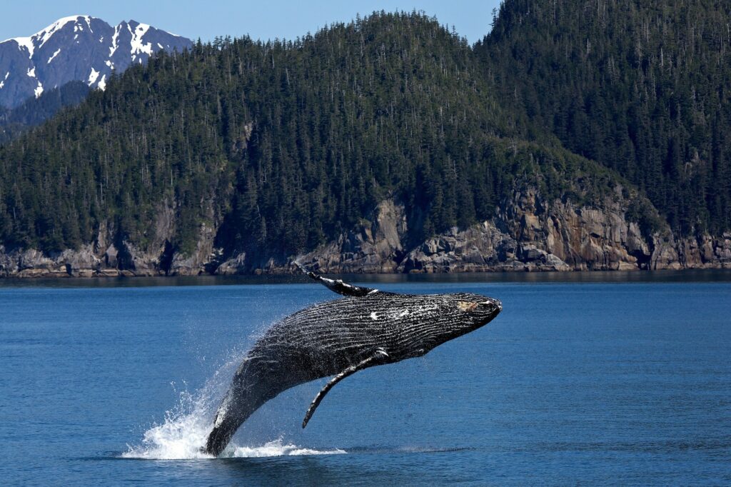 Une baleine effectuant un majestueux saut dans l'océan, symbolisant les créatures marines comme des messagers spirituels.