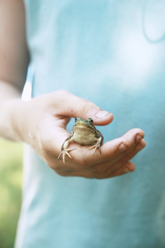 Un homme tenant délicatement une grenouille verte trouvée à l'intérieur de sa maison, symbolisant les actions à prendre lorsqu'une grenouille entre dans votre maison.