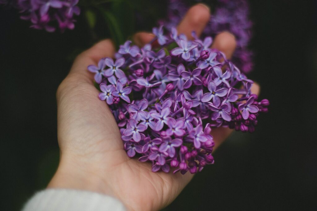 Une main pleine de fleurs de lavande, symbolisant l'incorporation de la lavande dans la vie spirituelle.