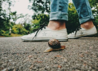 Un pied humain en action, sur le point de marcher involontairement sur un petit escargot qui se déplace lentement sur le sol, illustrant le concept d'écraser un escargot et sa signification spirituelle