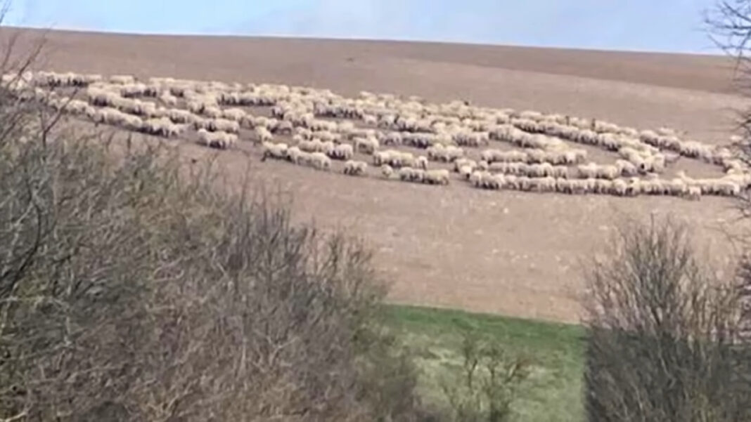 Un groupe de moutons formant un cercle parfait, tournant ensemble dans un champ verdoyant.