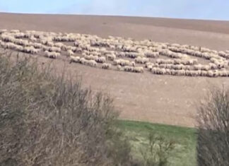 Un groupe de moutons formant un cercle parfait, tournant ensemble dans un champ verdoyant.