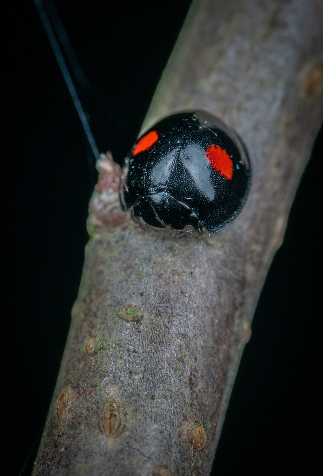 Coccinelle noire avec deux taches rouges se reposant sur une branche d'arbre.