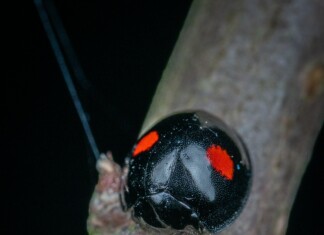 Coccinelle noire avec deux taches rouges se reposant sur une branche d'arbre.