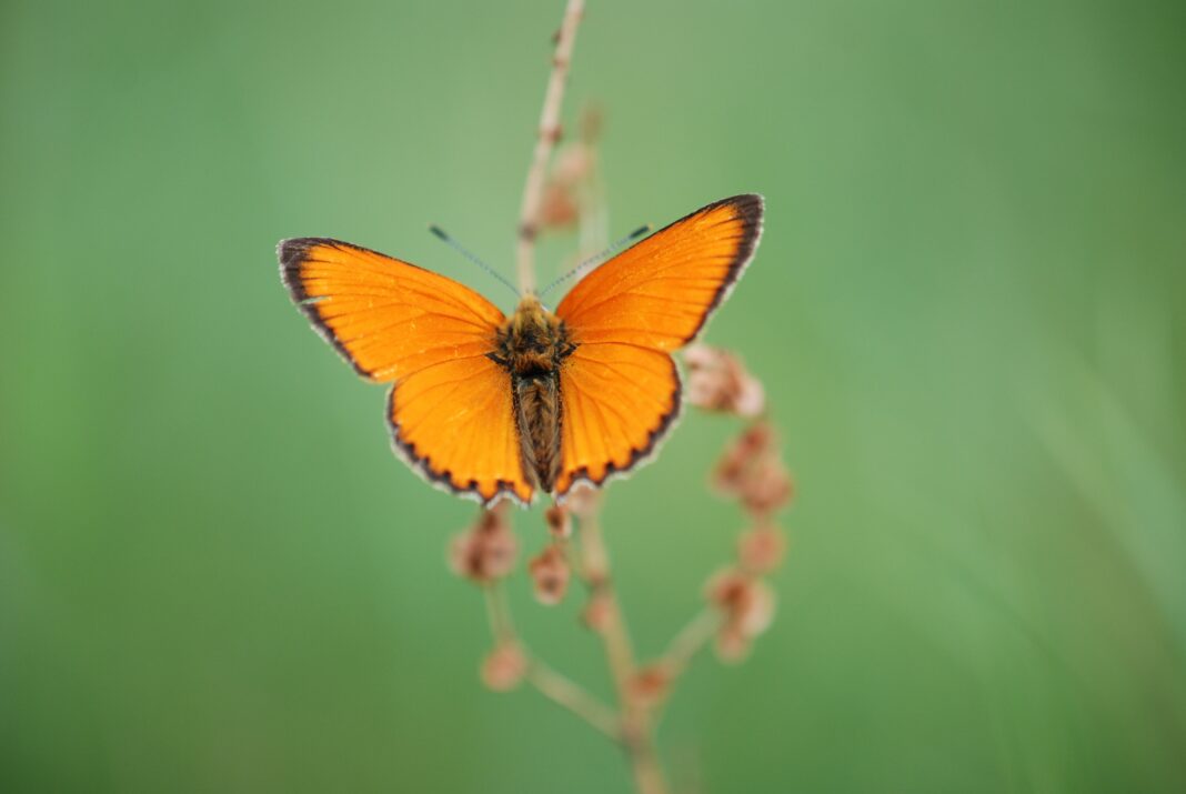 Un papillon orange lumineux se pose délicatement sur une plante, illustrant sa profonde signification spirituelle.
