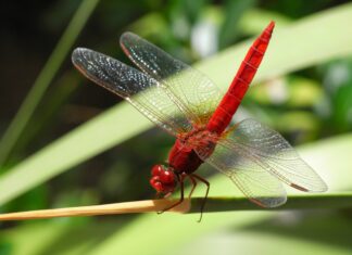 Zoom sur une libellule rouge éclatante posée sur une feuille fragile, sur un arrière-plan naturel flouté.