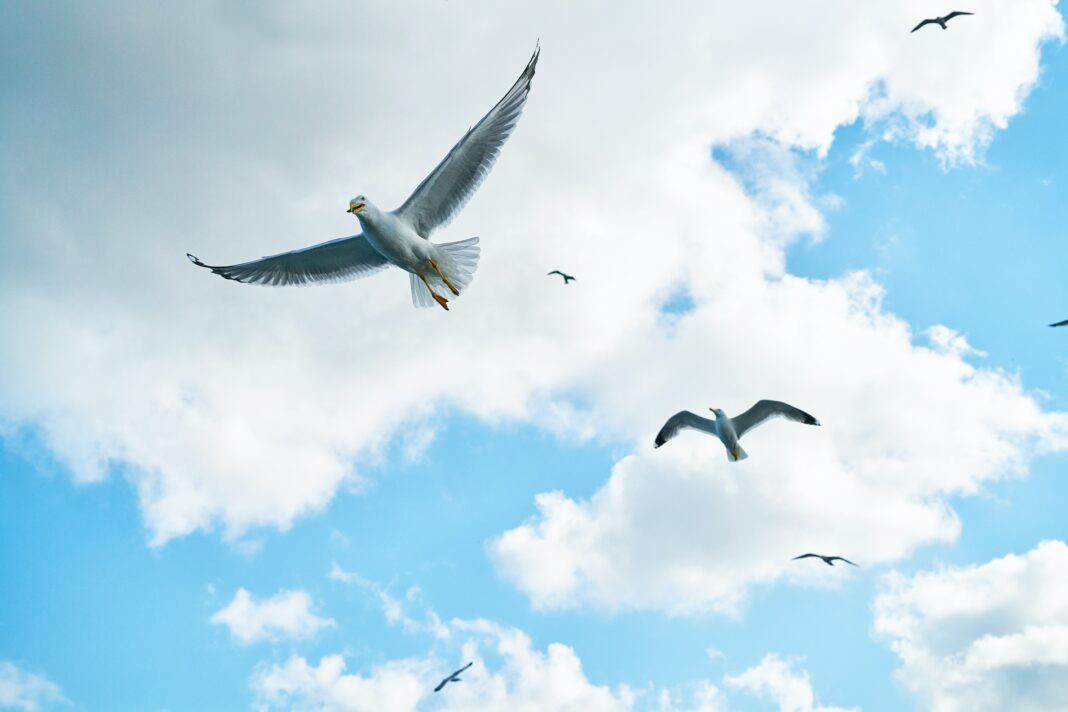 Oiseau blanc en vol sous le soleil radiant, illustrant la quête de la signification spirituelle dans la lumière céleste