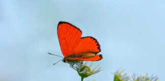 Papillon Rouge majestueux aux ailes déployées