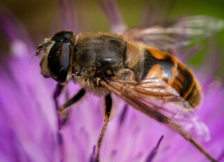 Cette image magnifique capture une abeille en train de butiner une fleur, symbolisant la douceur et la spiritualité. Elle incarne la signification profonde de voir une abeille.