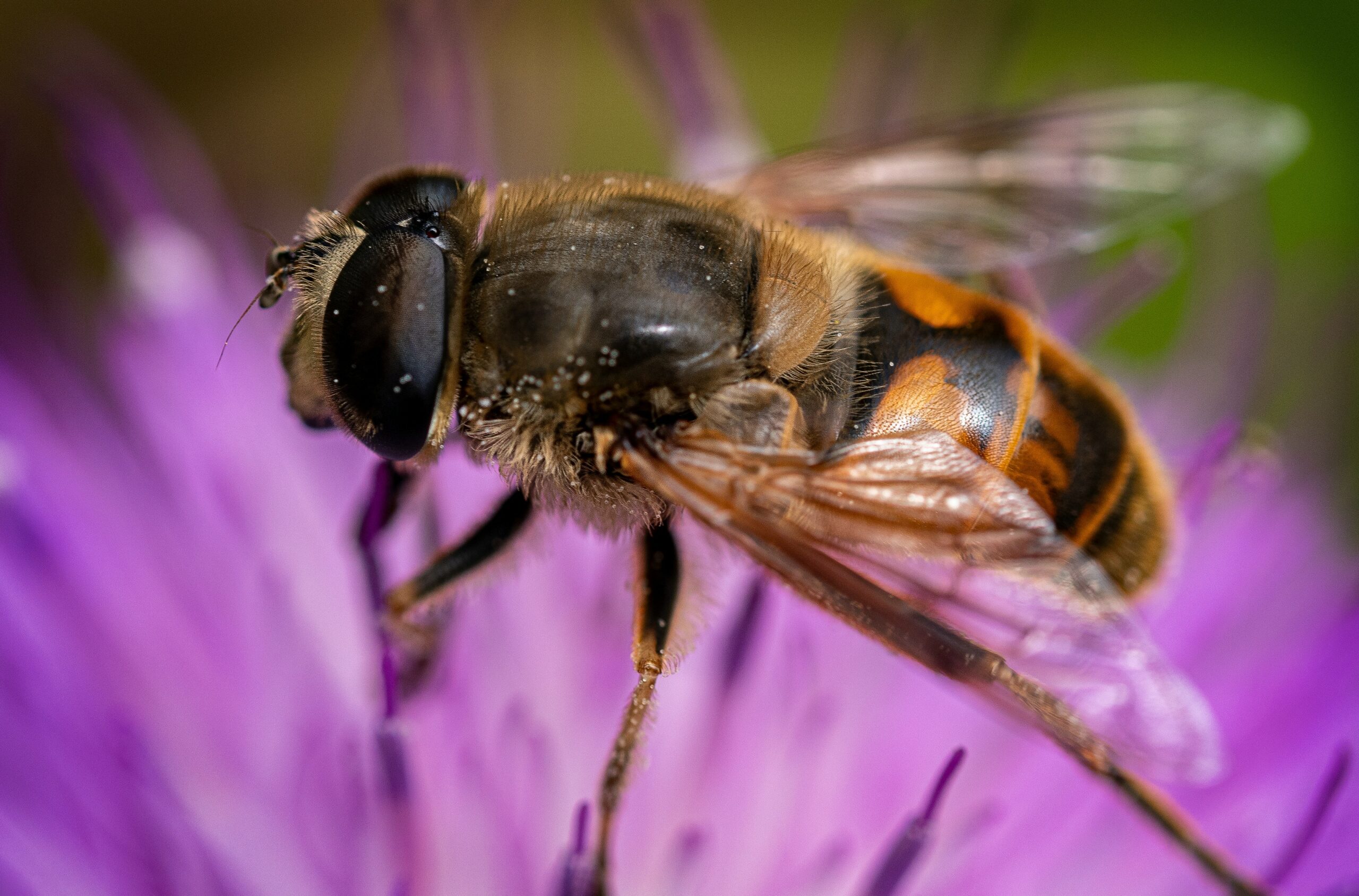 Cette image magnifique capture une abeille en train de butiner une fleur, symbolisant la douceur et la spiritualité. Elle incarne la signification profonde de voir une abeille.