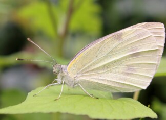 Papillon blanc délicat dans la nature