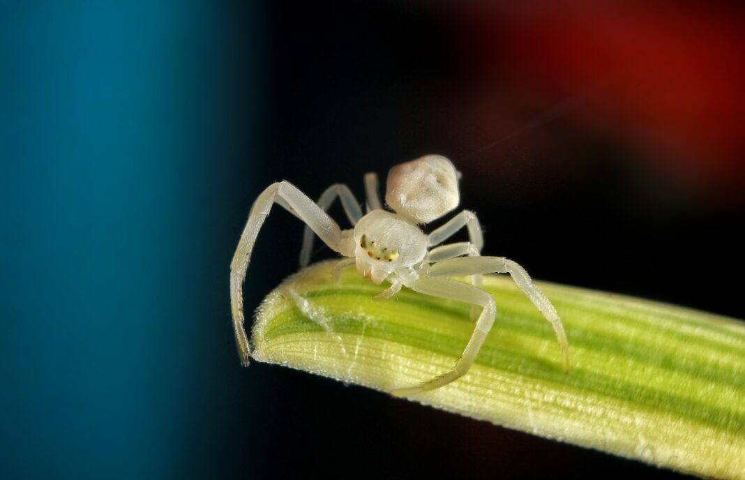 Une magnifique araignée blanche, symbole de pureté et de sagesse spirituelle