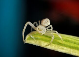 Une magnifique araignée blanche, symbole de pureté et de sagesse spirituelle