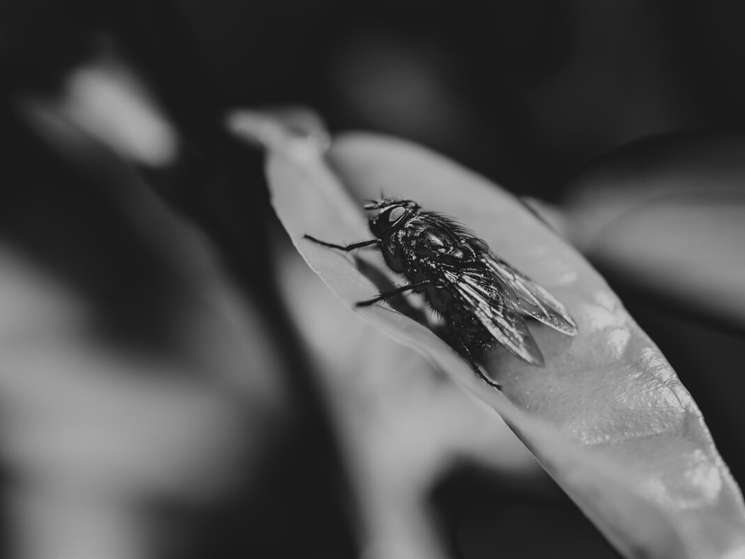Dans cette image saisissante, une mouche repose silencieusement sur un objet associé à la mort, illustrant la fascination séculaire que ces insectes suscitent dans le contexte de la mortalité.