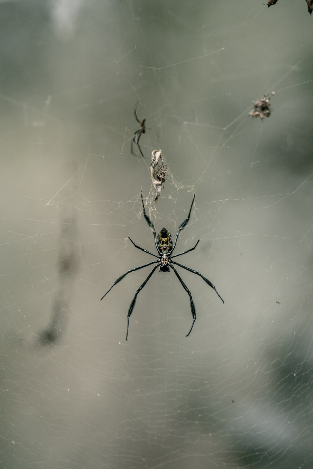 Une toile tissée par de nombreuses araignées dans un coin de la maison.
