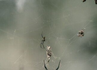 Une toile tissée par de nombreuses araignées dans un coin de la maison.