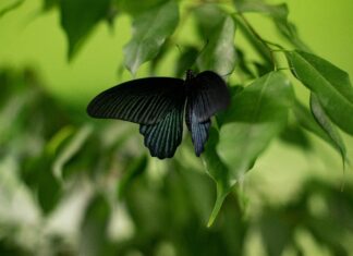 Un papillon noir dans la nature, un messager de la transformation