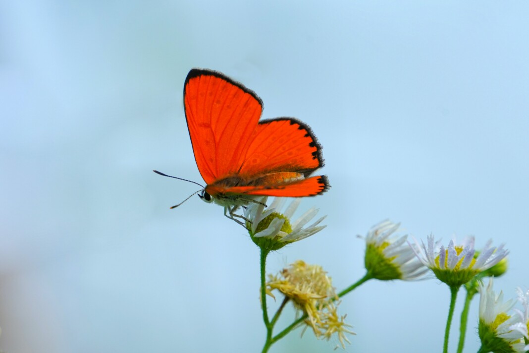 Papillon Rouge majestueux aux ailes déployées