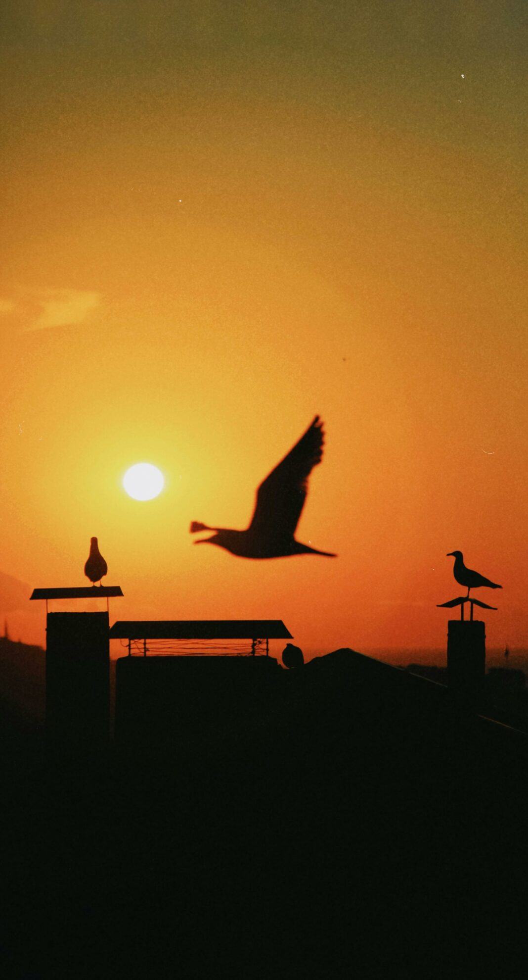 Le vol gracieux d'un oiseau, une métaphore céleste, symbolise la quête spirituelle dans l'article sur la Signification Spirituelle Profonde du Vol d'Oiseau.